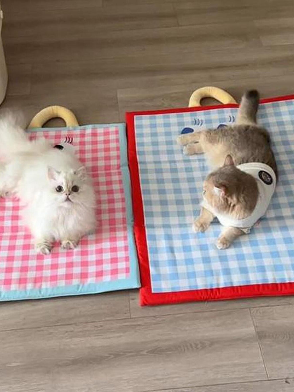 5f70cf0203574246ad52209741950661-Max